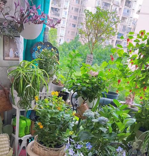 河边阳台适合种植哪些花卉？
