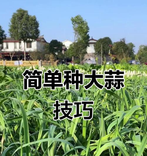 大蒜合理的栽培技术有哪些？大蒜种植的正确步骤是什么？