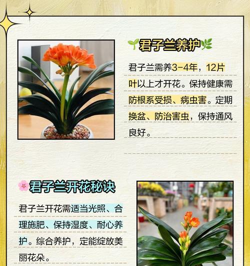 君子兰在恒温花棚中如何养护？需要注意什么？