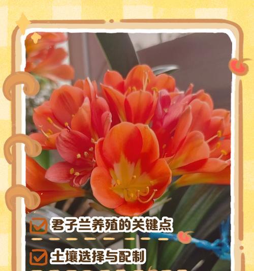 君子兰壮根的方法有哪些？