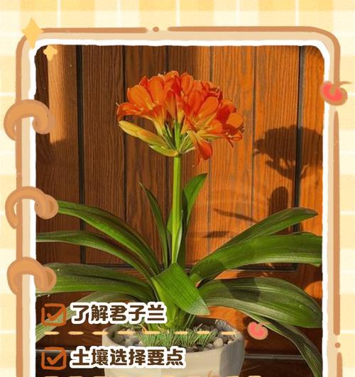 君子兰壮根的方法有哪些？