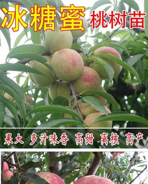 玉妃桃栽培的关键技术要点是什么？