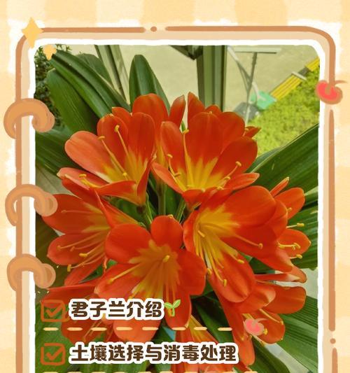 种植君子兰需要什么类型的盆？如何选择？