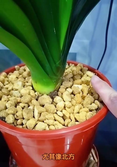 种植君子兰需要什么类型的盆？如何选择？