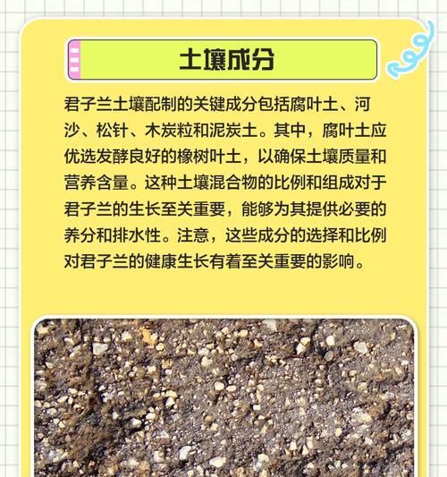 君子兰铺青苔土壤的正确方法是什么？