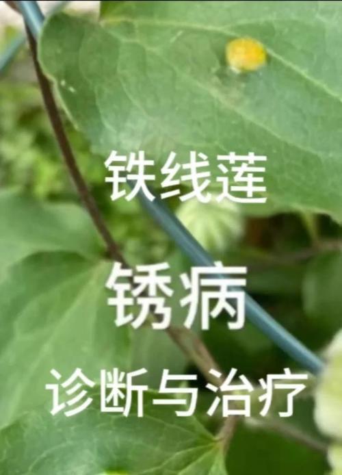 铁线莲根须发霉的处理方法是什么？