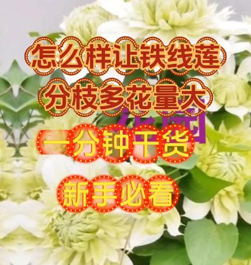铁线莲根须发霉的处理方法是什么？