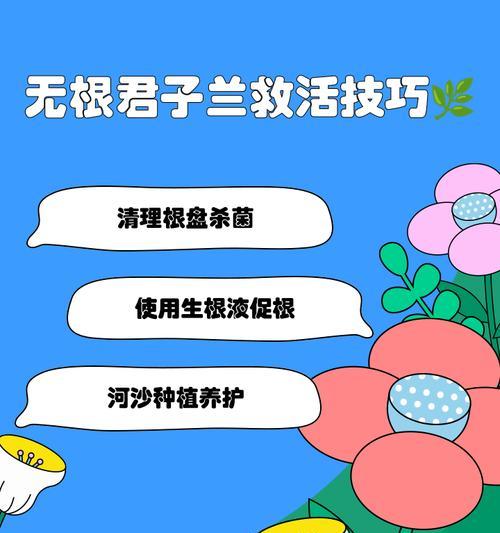 君子兰水培生根后如何正确移栽到土盆？