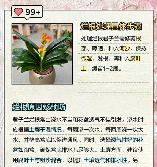 君子兰水培生根后如何正确移栽到土盆？