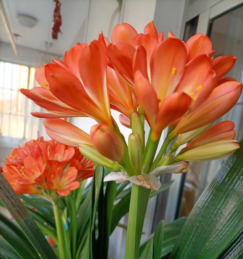 君子兰为何会重新开花？