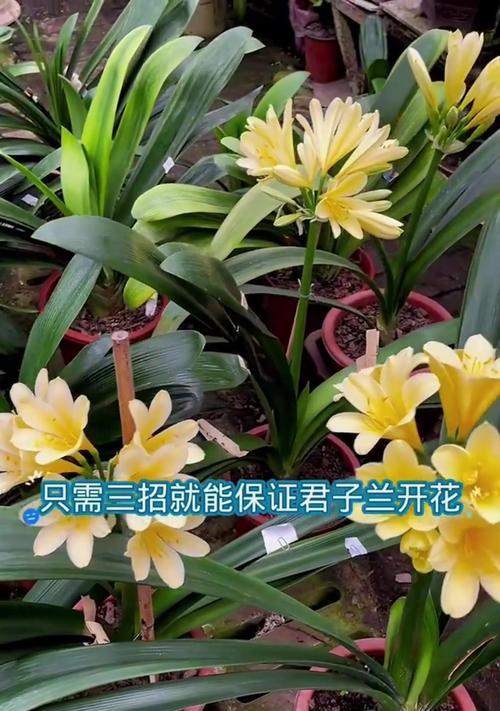 君子兰为何会重新开花？