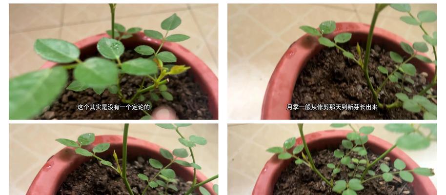 花丛月季修剪的最佳时机是什么时候？步骤有哪些？