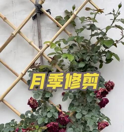 花丛月季修剪的最佳时机是什么时候？步骤有哪些？