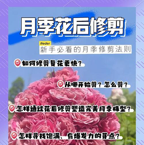 花丛月季修剪的最佳时机是什么时候？步骤有哪些？