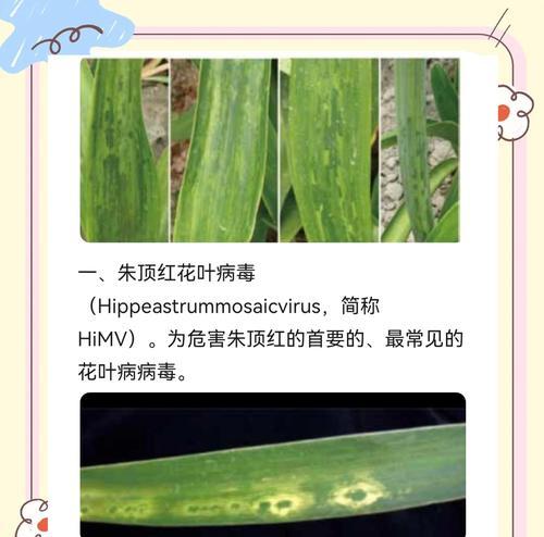 朱顶红红锈病的症状有哪些？如何防治？