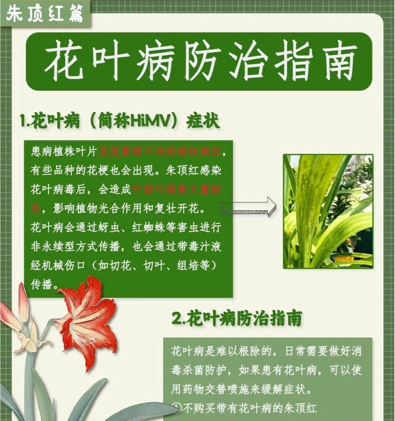 朱顶红红锈病的症状有哪些？如何防治？