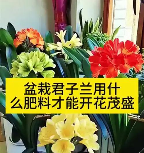 君子兰施肥指南：如何正确配制肥料？