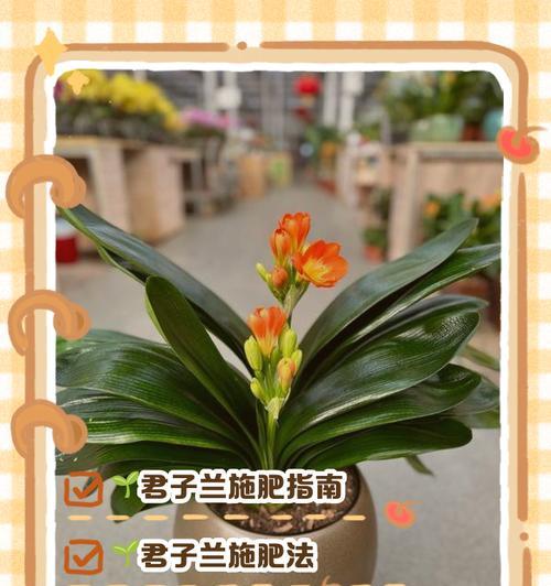 君子兰施肥指南：如何正确配制肥料？