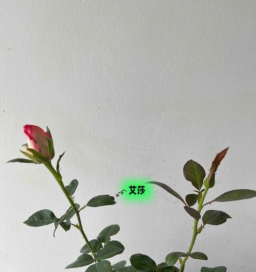 月季高温灼叶如何缓解？有效方法有哪些？