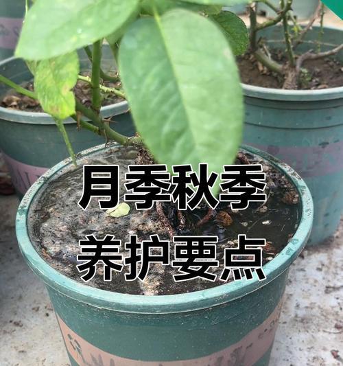 月季高温灼叶如何缓解？有效方法有哪些？