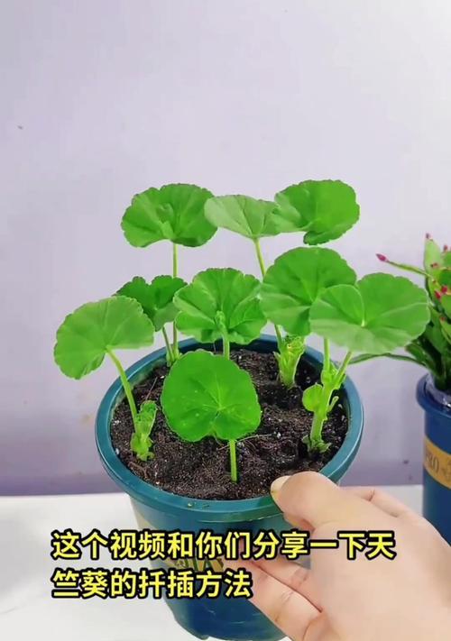 发光天竺葵扦插技巧有哪些？如何确保成活率？