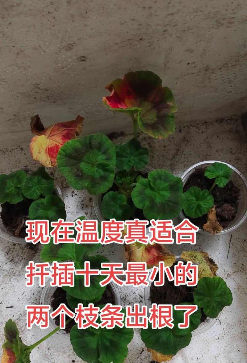 发光天竺葵扦插技巧有哪些？如何确保成活率？