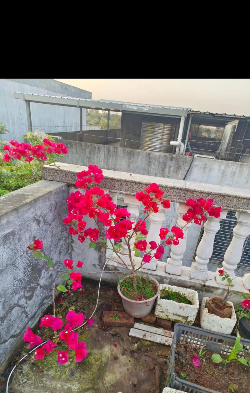 三角梅发白色霉菌怎么办？如何有效防治三角梅霉菌？