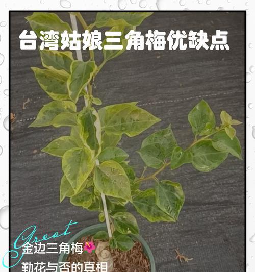 三角梅发白色霉菌怎么办？如何有效防治三角梅霉菌？
