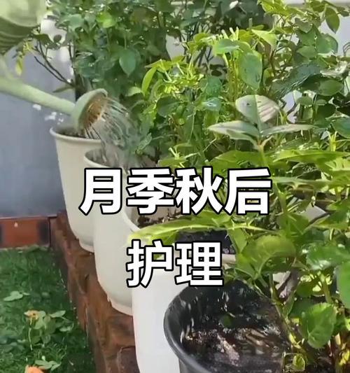 秋季修剪施肥技巧有哪些？如何提高植物的生长和开花？