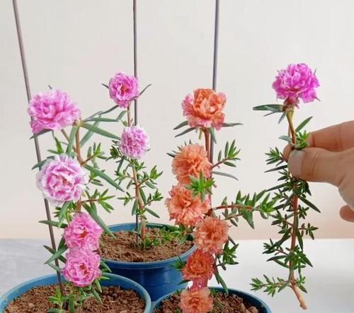 秋季修剪施肥技巧有哪些？如何提高植物的生长和开花？