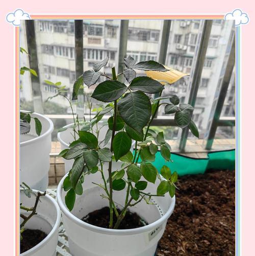 月季怎么修嫩枝头枝条？月季修剪嫩枝的方法是什么？