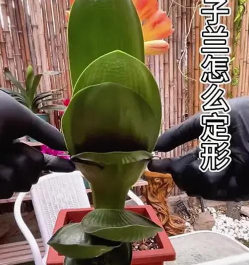 君子兰叶子干枯怎么办？养植技巧有哪些？
