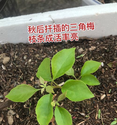 老庄三角梅换盆换土的正确方法是什么？
