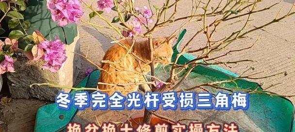 老庄三角梅换盆换土的正确方法是什么？