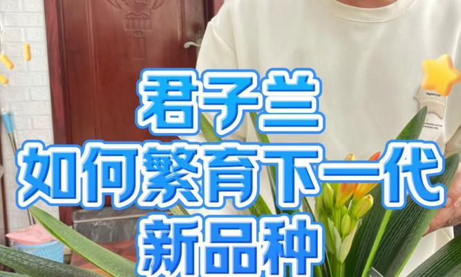君子兰果实品种如何辨别？