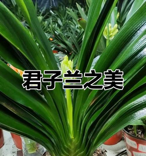 君子兰果实品种如何辨别？