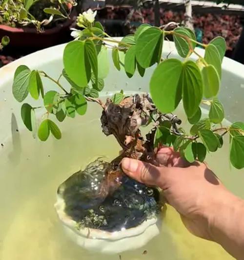 硫酸亚铁喷后叶子发黄的处理方法是什么？