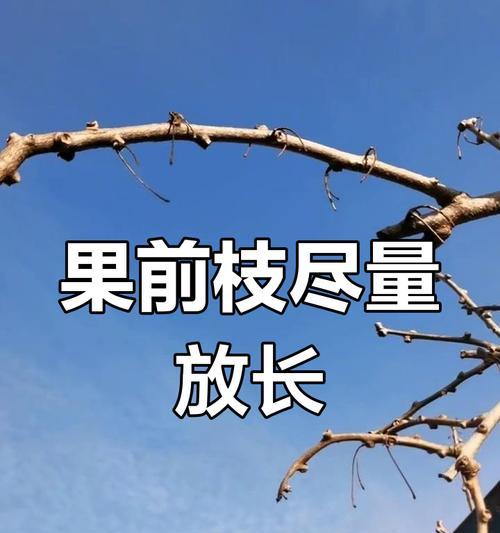 果树枝条栽培的关键技术要点是什么？