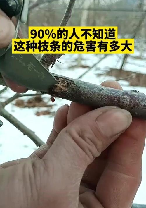 果树枝条栽培的关键技术要点是什么？