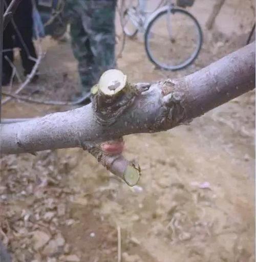 果树枝条栽培的关键技术要点是什么？