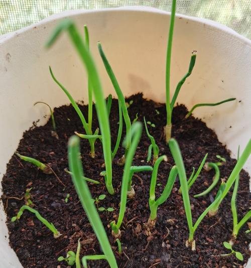 小葱和香菜什么时候播种？播种的最佳时间是什么时候？
