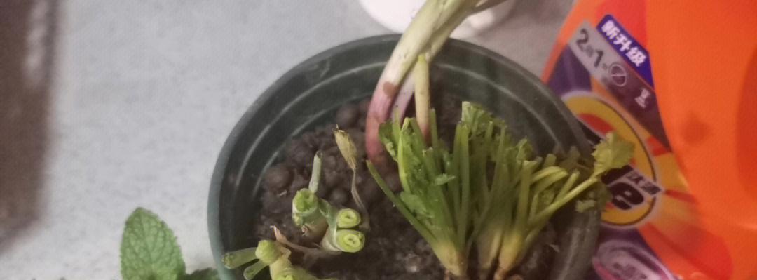 小葱和香菜什么时候播种？播种的最佳时间是什么时候？