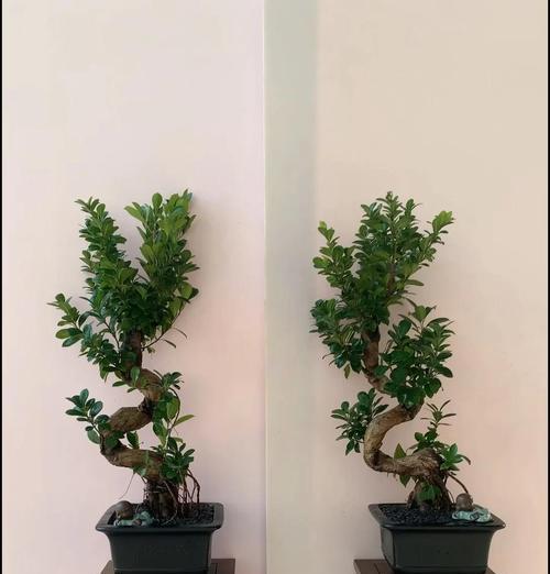 榕树嫁接栽培的关键技术要点是什么？