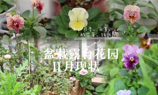 北京阳台草花种植推荐？哪些草花最适合在北京阳台种植？