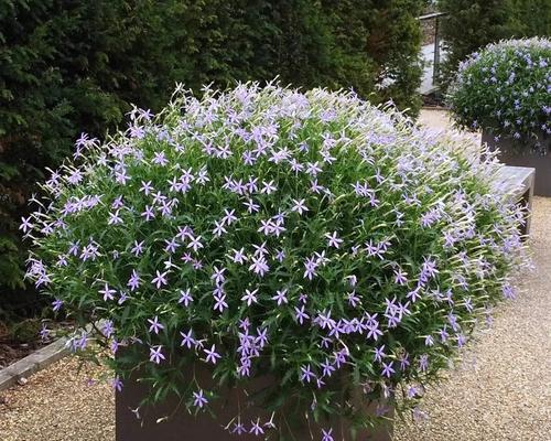 北京阳台草花种植推荐？哪些草花最适合在北京阳台种植？