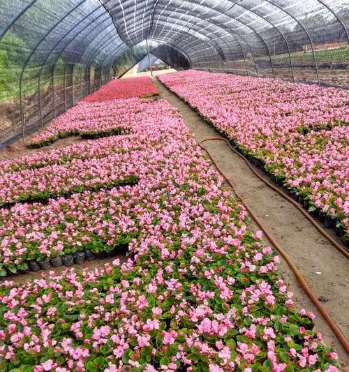 北京阳台草花种植推荐？哪些草花最适合在北京阳台种植？