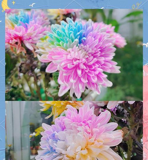 七彩观赏植物有哪些独特品种？