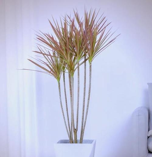 七彩观赏植物有哪些独特品种？