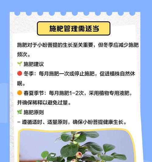 菩提叶子干枯发黄应采取哪些措施？