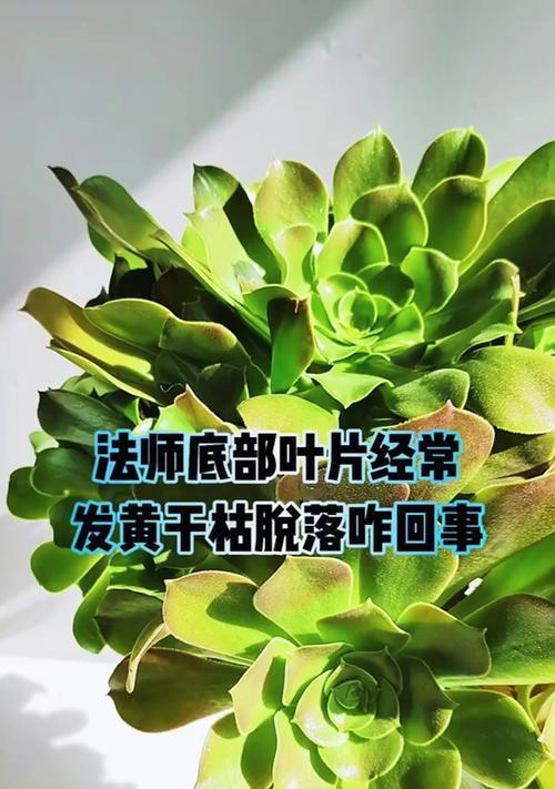菩提叶子干枯发黄应采取哪些措施？